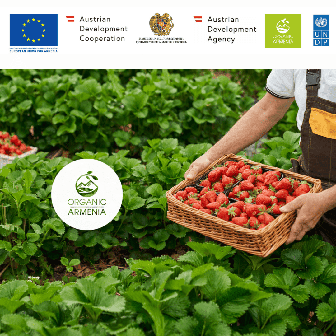 Կանաչ / օրգանական ելակի արտադրություն